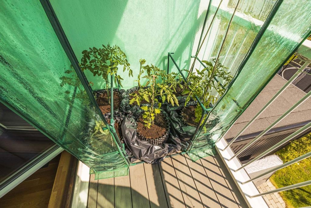 阳台上有一个小温室，里面摆满了盆栽植物