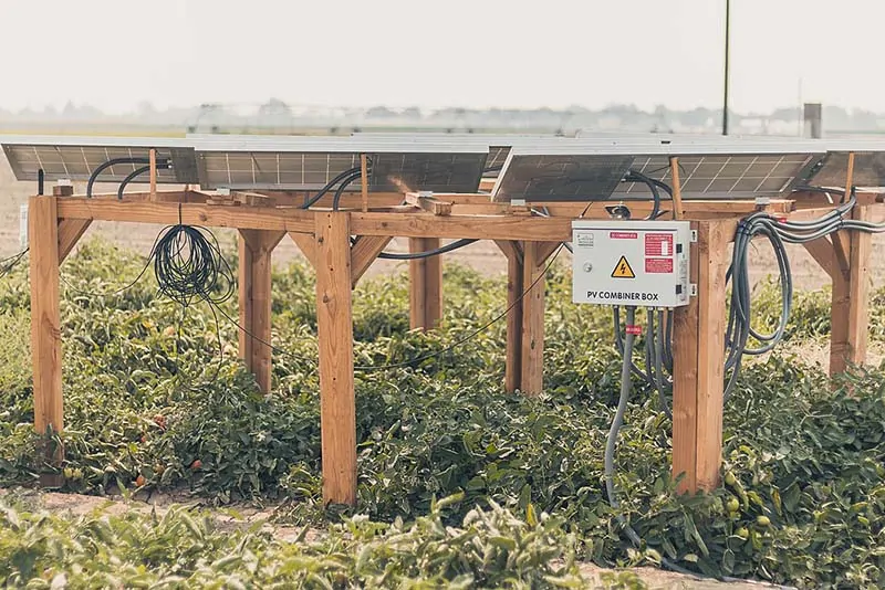 在太阳能农场下生长的西红柿必威体育官网下载app