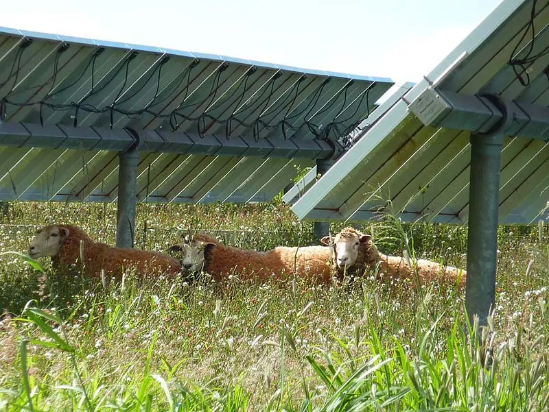 躺在太阳能板下面的绵羊