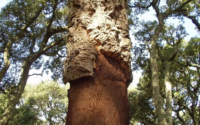 软木树